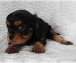 Small #2 Cavalier King Charles Spaniel