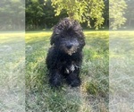 Small #28 Poodle (Miniature)