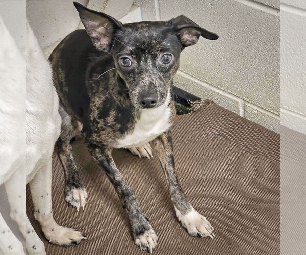 Medium Photo #3 Italian Greyhuahua Puppy For Sale in Huntley, IL, USA