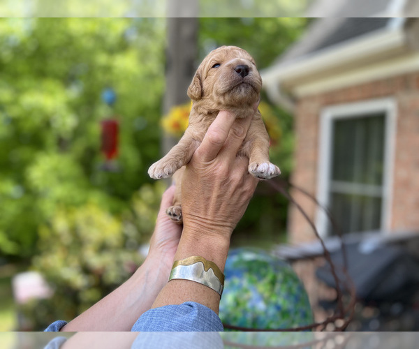 Medium Photo #5 Goldendoodle Puppy For Sale in CHAMPION, NC, USA