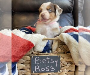 Medium Miniature Australian Shepherd