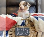 Puppy Betsy Ross Miniature Australian Shepherd