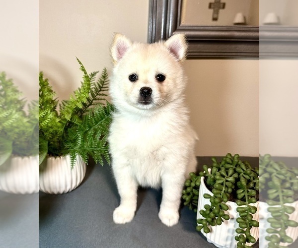 Medium Photo #2 Pomsky Puppy For Sale in DE SOTO, KS, USA