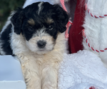 Small #1 Bernedoodle (Miniature)