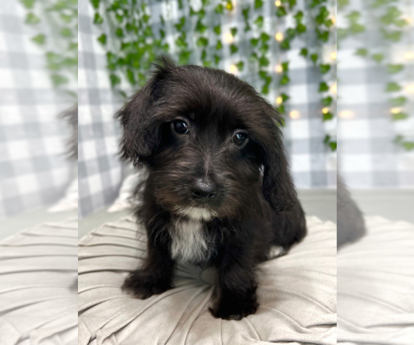 Medium Photo #1 Yo-Chon Puppy For Sale in MARIETTA, GA, USA