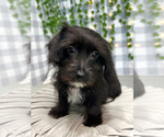 Small Photo #1 Yo-Chon Puppy For Sale in MARIETTA, GA, USA