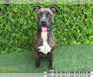 American Pit Bull Terrier Dogs for adoption in West Palm Beach, FL, USA