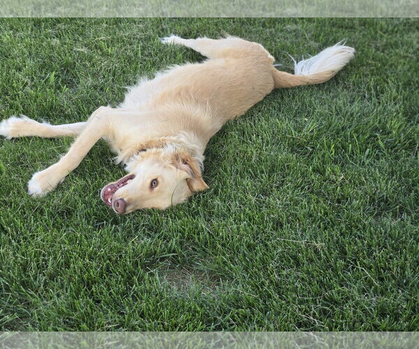 Medium Photo #8 Golden Labrador Puppy For Sale in Minneapolis, MN, USA