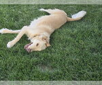 Small #7 Golden Labrador