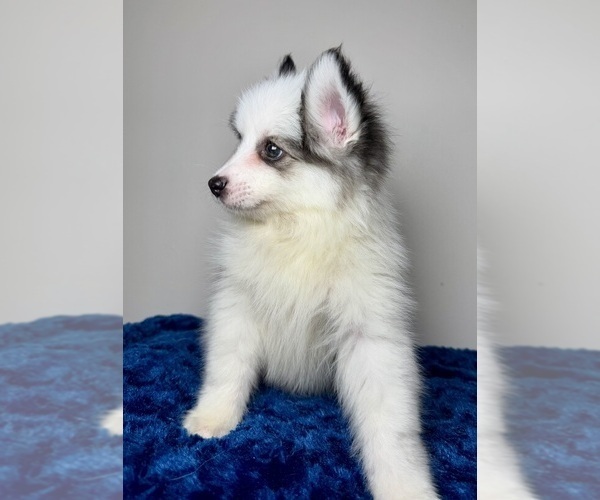 Medium Photo #4 Pomsky Puppy For Sale in NASHUA, NH, USA
