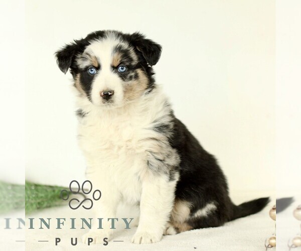 Medium Photo #1 Australian Shepherd Puppy For Sale in LANCASTER, PA, USA