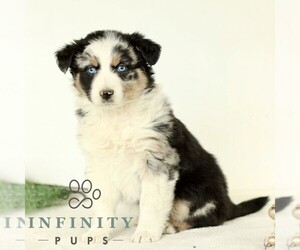 Australian Shepherd Puppy for sale in LANCASTER, PA, USA