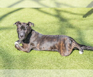 Pluto - Male Mutt Dog for Adoption - Photo #2