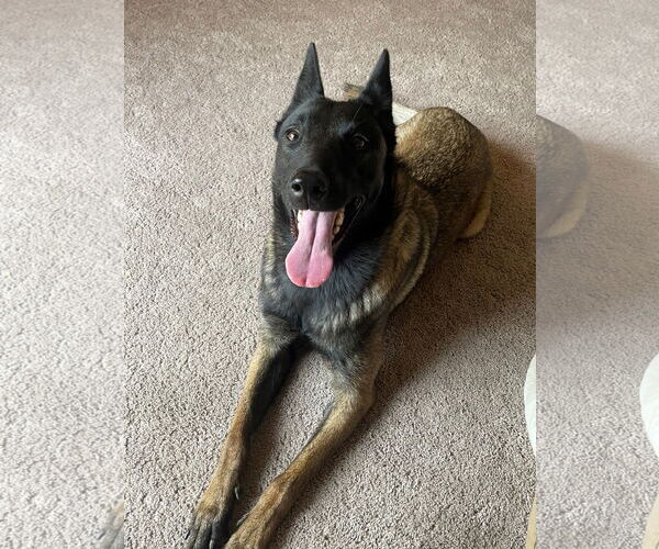 Medium Photo #4 Mutt Puppy For Sale in Woodland, CA, USA