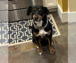 Small Photo #6 Australian Kelpie-Coonhound Mix Puppy For Sale in Littleton, CO, USA