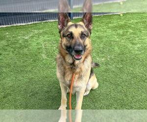 German Shepherd Dog Dogs for adoption in Orange, CA, USA