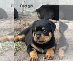 Puppy Red female Rottweiler