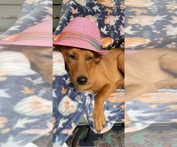 Medium Photo #2 Mutt Puppy For Sale in New York, NY, USA