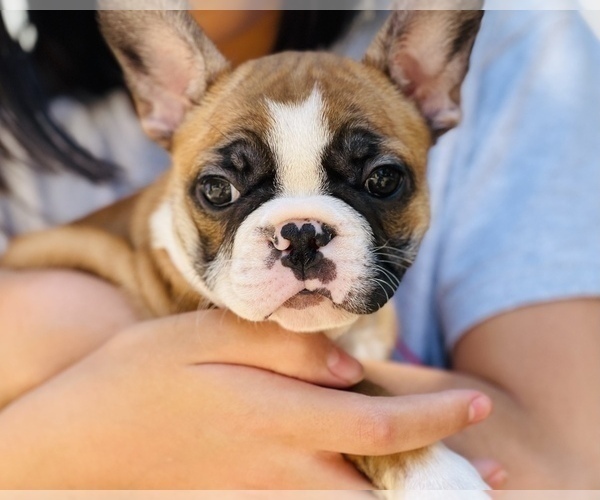 Medium Photo #13 French Bulldog Puppy For Sale in FREMONT, CA, USA