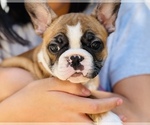 Small Photo #13 French Bulldog Puppy For Sale in FREMONT, CA, USA