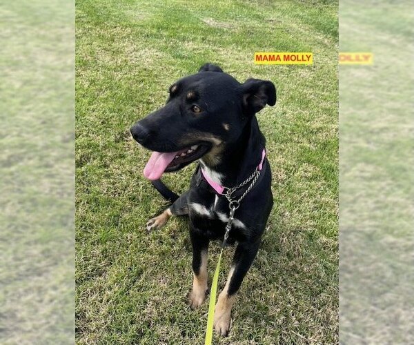 Medium Photo #2 German Pinscher-Unknown Mix Puppy For Sale in Woodland Hills, CA, USA