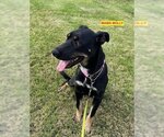 Small #1 German Pinscher Mix