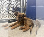 Small Photo #2 Chihuahua-Unknown Mix Puppy For Sale in Sterling, MA, USA