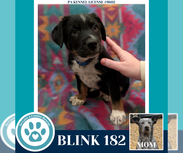 Medium Photo #2 Mutt Puppy For Sale in Kimberton, PA, USA