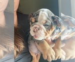 Small Photo #5 Bulldog Puppy For Sale in PORTERVILLE, CA, USA