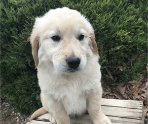 Golden Retriever Dog for Adoption in GOSHEN, Indiana USA