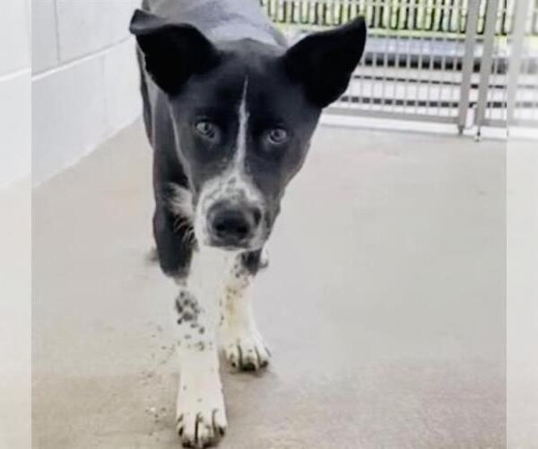 Medium Photo #2 Mutt Puppy For Sale in Houston, TX, USA