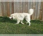 Small #21 Chow Chow-Great Pyrenees Mix