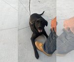 Small Photo #4 Labrador Retriever-Unknown Mix Puppy For Sale in Slidell, LA, USA