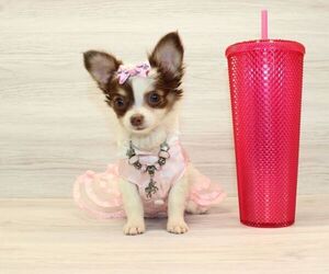 Chihuahua Puppy for sale in LAS VEGAS, NV, USA