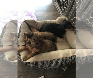 Yorkshire Terrier Puppy for sale in DRAIN, OR, USA