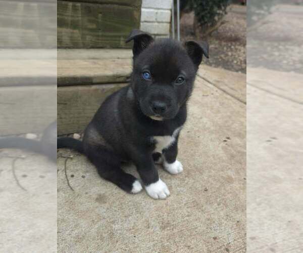 Medium Photo #1 Siberian Husky-Unknown Mix Puppy For Sale in Raleigh, NC, USA