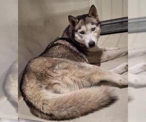Medium Siberian Husky