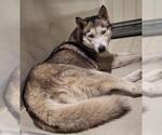 Small Siberian Husky