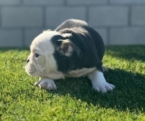 English Bulldog Puppy for sale in LOUISVILLE, KY, USA