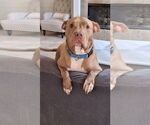 Small American Staffordshire Terrier