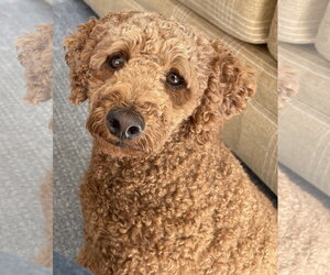 Goldendoodle (Miniature) Dogs for adoption in Lake Elsinore, CA, USA