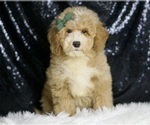 Puppy Dolche F1B Goldendoodle (Miniature)