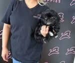 Small #10 Shih Tzu