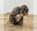 Small Photo #3 Bulldog Puppy For Sale in LAWRENCE, IN, USA
