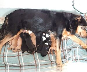 Mother of the English Shepherd puppies born on 01/09/2020