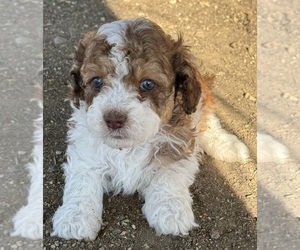 Bernedoodle (Miniature) Puppy for sale in LONGMONT, CO, USA