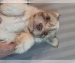 Small #17 Maltipom-Pomeranian Mix