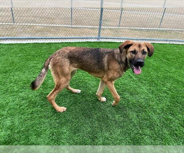 Medium Photo #1 German Shepherd Dog-Unknown Mix Puppy For Sale in Grand Prairie, TX, USA