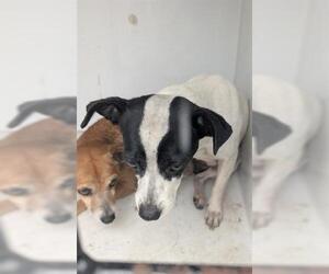 Chihuahua-Unknown Mix Dogs for adoption in Houston, TX, USA