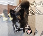 Small #3 Pomeranian Mix